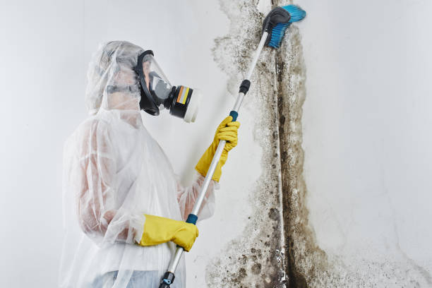 Best Post-Flood Mold Remediation in Goliad, TX