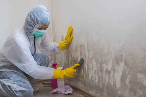 Best Commercial Mold Remediation in Goliad, TX
