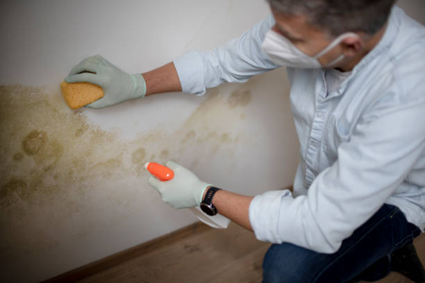 Best Mold Remediation for Specific Building Types in Goliad, TX